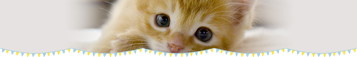 ふれあい猫カフェ併設の仔猫・猫さん 専門店「koneconeko」の★シンガプーラ｜男の子｜大阪｜お婿さんに行きました