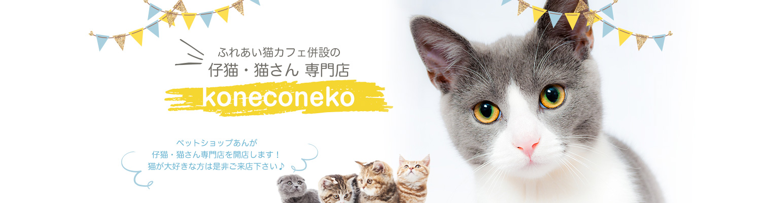 ふれあい猫カフェ併設の仔猫・猫さん 専門店「koneconeko」。ペットショップあんが仔猫・猫さん専門店を開店します！猫が大好きな方は是非ご来店下さい♪