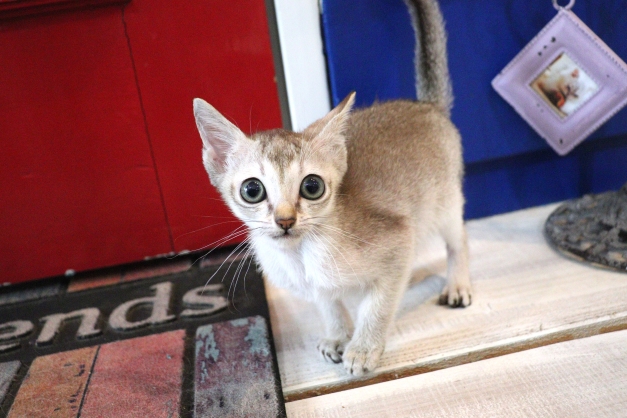 日本製 犬猫柄 ダックス 23cm 綿100% ハンカチ タオルハンカチ